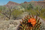 photo thumbnail #5