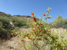 photo thumbnail #5