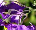 photo thumbnail #10