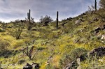 photo thumbnail #3
