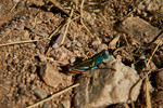 photo thumbnail #6