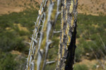 photo thumbnail #12