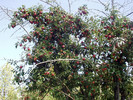 photo thumbnail #5