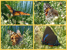photo thumbnail #13