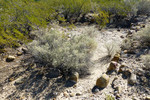 photo thumbnail #9