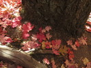 photo thumbnail #9