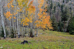 photo thumbnail #13
