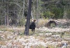 photo thumbnail #13