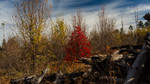 photo thumbnail #10