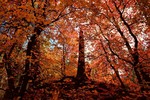 photo thumbnail #6