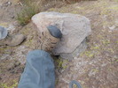 photo thumbnail #4