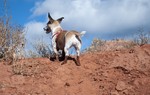 photo thumbnail #4