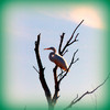 photo thumbnail #11