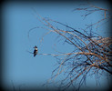 photo thumbnail #12