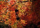 photo thumbnail #12