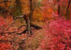 photo thumbnail #15