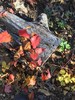 photo thumbnail #2