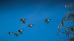 photo thumbnail #6