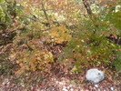 photo thumbnail #13