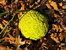 photo thumbnail #6