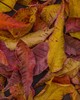 photo thumbnail #11