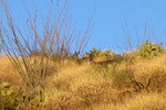 photo thumbnail #1