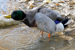 photo thumbnail #13