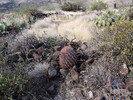 photo thumbnail #11