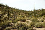 photo thumbnail #12