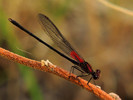 photo thumbnail #13