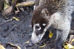 photo thumbnail #5