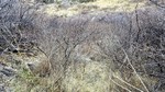 photo thumbnail #14