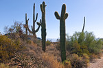 photo thumbnail #6