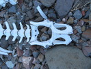 photo thumbnail #5