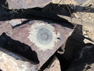 photo thumbnail #14