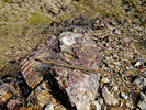 photo thumbnail #12