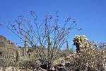 photo thumbnail #9