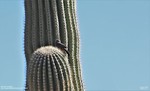photo thumbnail #10