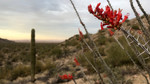 photo thumbnail #12