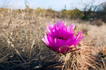 photo thumbnail #5