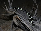 photo thumbnail #6