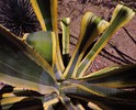photo thumbnail #7