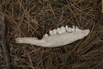 photo thumbnail #2