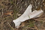 photo thumbnail #4