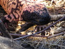 photo thumbnail #12