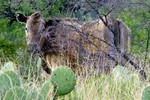 photo thumbnail #13