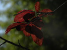 photo thumbnail #10