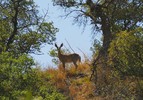 photo thumbnail #6