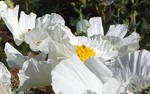 photo thumbnail #11