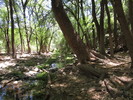 photo thumbnail #11